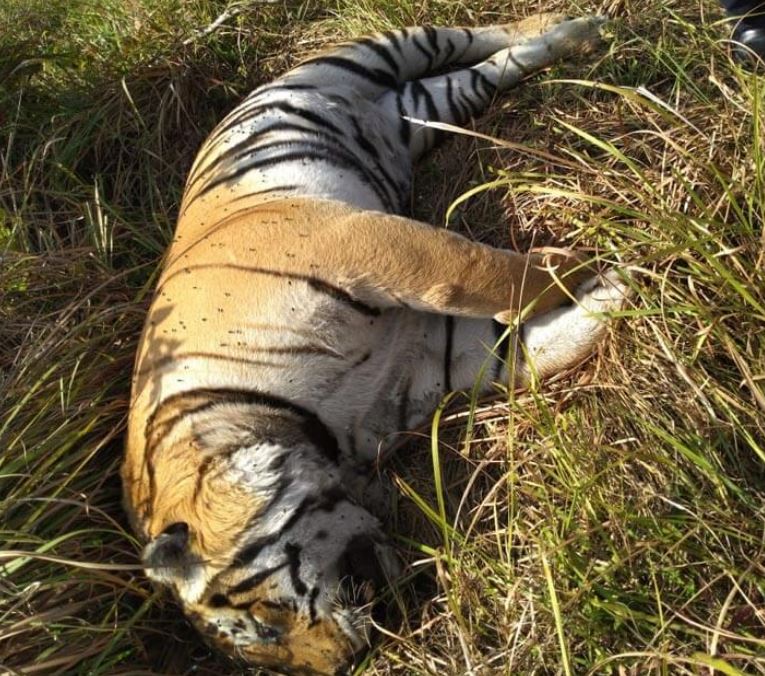 Save the Tiger - Cause of Death : Territorial Fight. Very Sorry about such  an image. Two tiger cubs, around 15 days old, were killed by an adult big  cat in Bandhavgarh