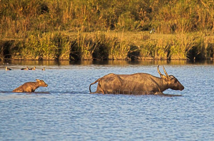 kaziranga fun tour
