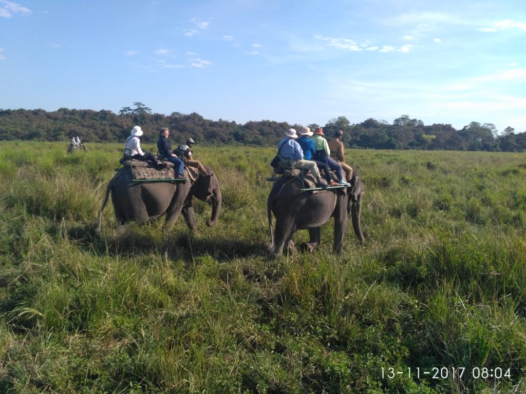 kaziranga elephant safari tour