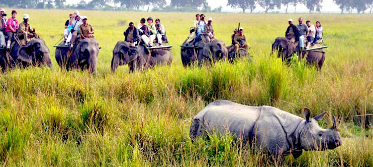 kaziranga national park tour