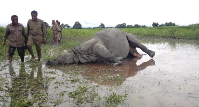 Rhino Poaching Row Another Rhino Found Dead in Kaziranga National