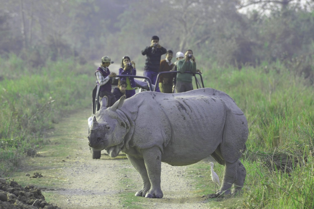 rhinos in kaziranga park