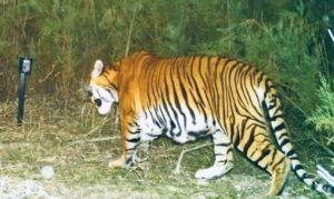 breeding of tiger in kaziranga national park