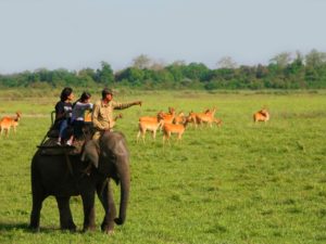 kaziranga elephant safari