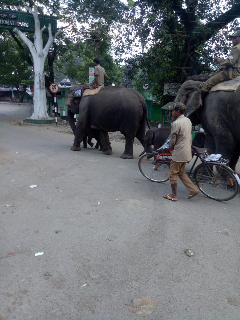 kaziranga elephant safari