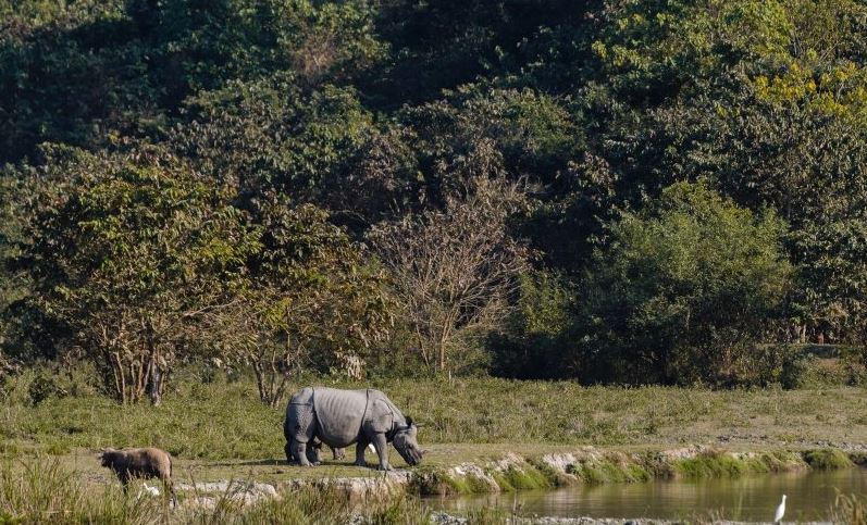 kaziranga tour