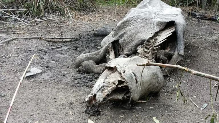 kaziranga rhino killed