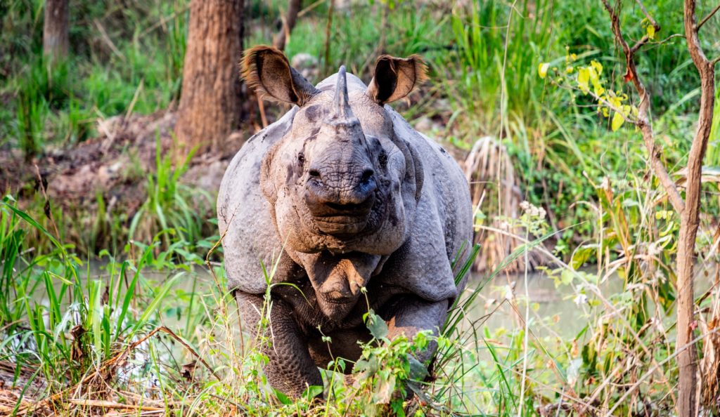 kaziranga rhino