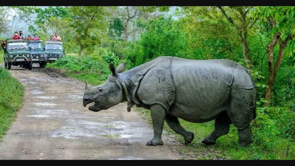 kaziranga safari