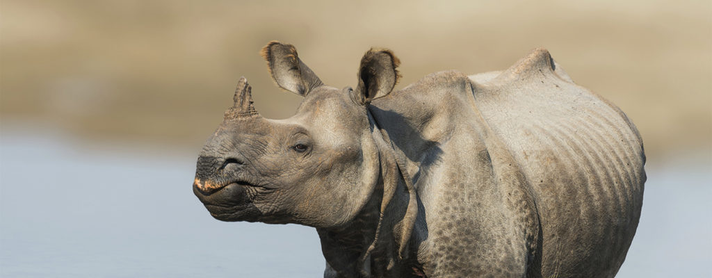 one horn rhino