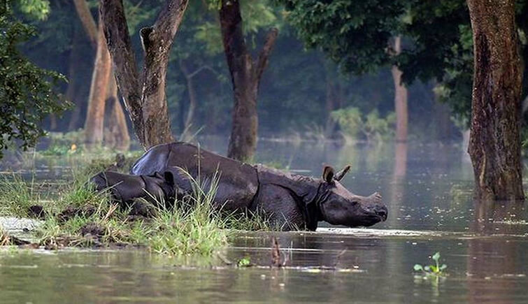 kaziranga floods