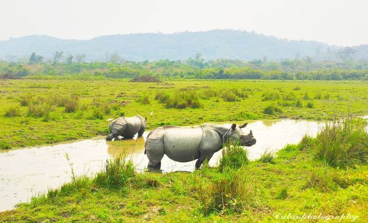 kaziranga rhino safari