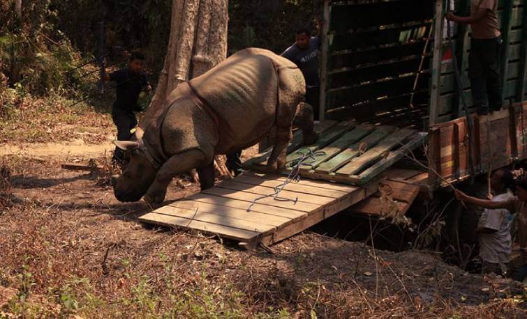 wildlife of kaziranga