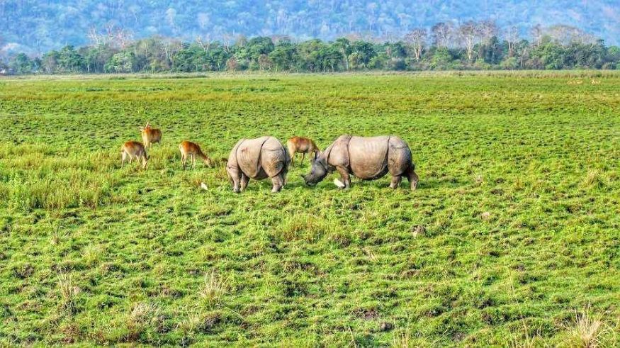 kaziranga