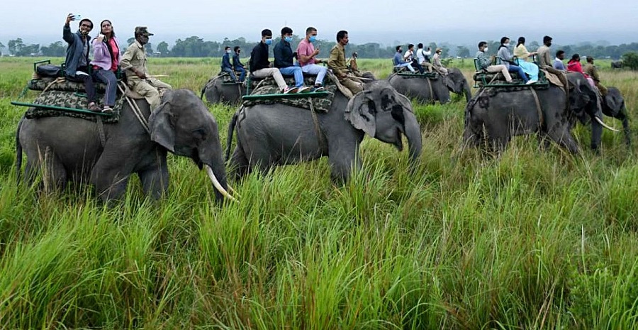 kaziranga elephant safari price 2022