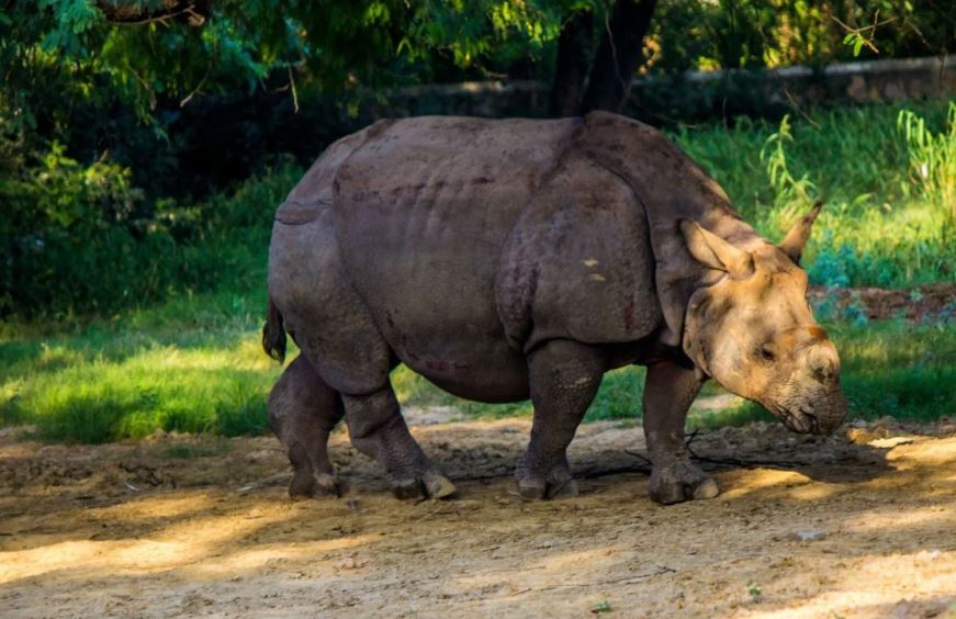 rahino kaziranga