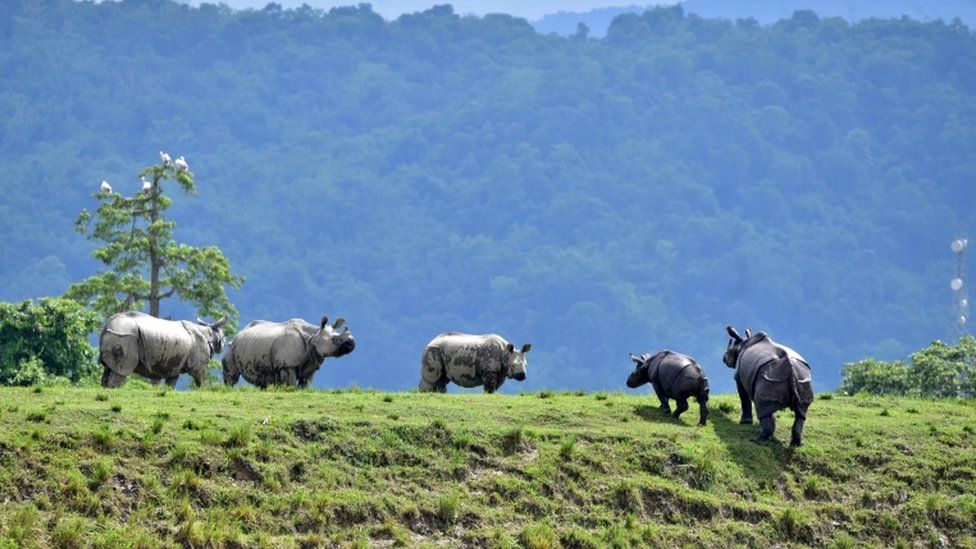 kaziranga rhinos return