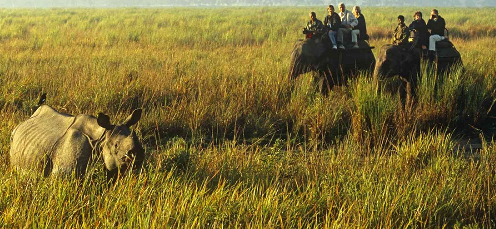 kaziranga elephant