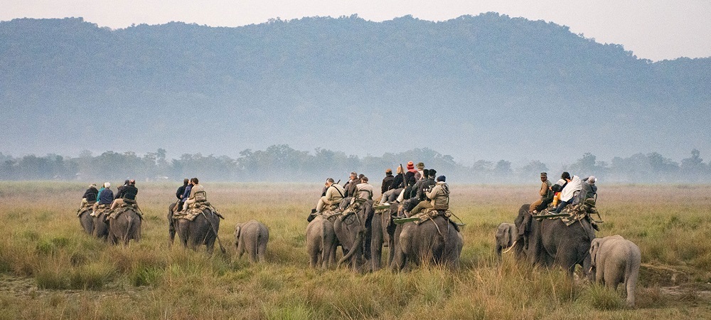 kaziranga elephant safari tour