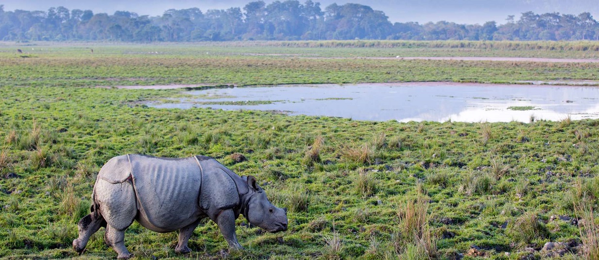 kaziranga tour