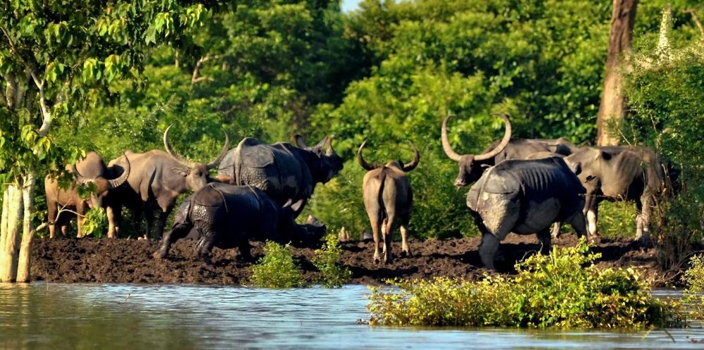 fauna in kaziranga