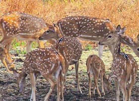 Kaziranga National Park Assam, India