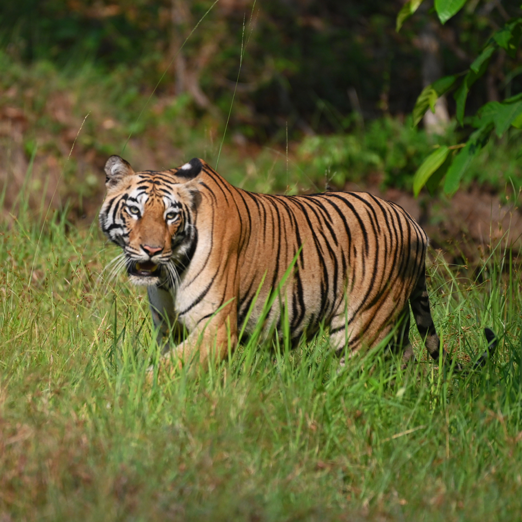 Kaziranga Tiger