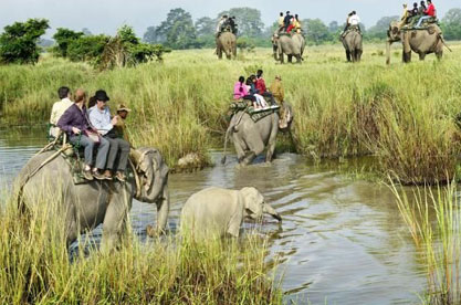 Elephant Safari & Transfer to Kaziranga